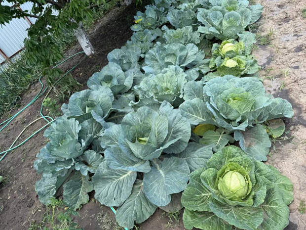 Не опоздайте с капустой: точные даты посева на рассаду в 2026 году для каждого вида