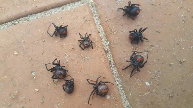 Восемь ядовитых пауков вида австралийская вдова на подоконнике после проливного дождя в Виктории австралия, мир, новости, опасность, паук, фото, человек