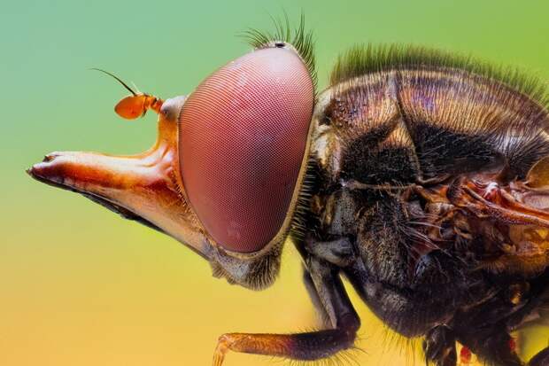 insects29 insects29 Портреты насекомых