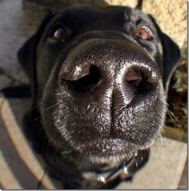 1226154746_dog_21