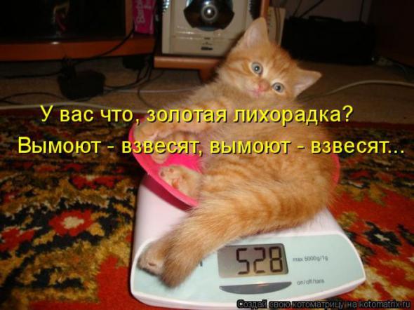 Котоматрицы (картинки с надписями)