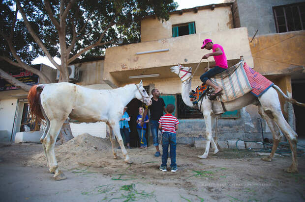 Ужасная судьба верблюдов и лошадей в Египте братья меньшие, верблюды, египет, животные, лошади