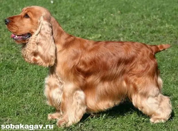 Американский кокер спаниель собака. Описание, уход и цена американского кокер спаниеля