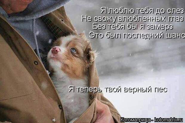 Лучшие котоматрицы недели