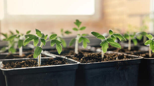 Когда сеять помидоры на рассаду в 2026 году: календарь с точными датами