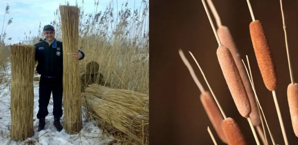 Приспособление для скашивания камыша. Комбайн для уборки камыша. Обработать камыш. Окно в камыше. Обработать камыш.