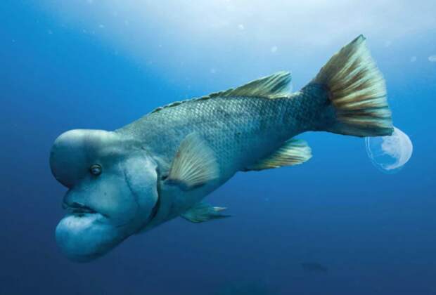 А можно было бы назвать это животное Рыбой Сильвестра Сталлоне  