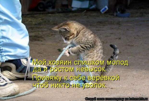 Лучшая котоматрица недели (35 фото)