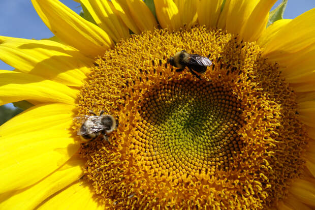 Прошло исследование: ученые подсчитали, сколько видов пчел живет на Земле