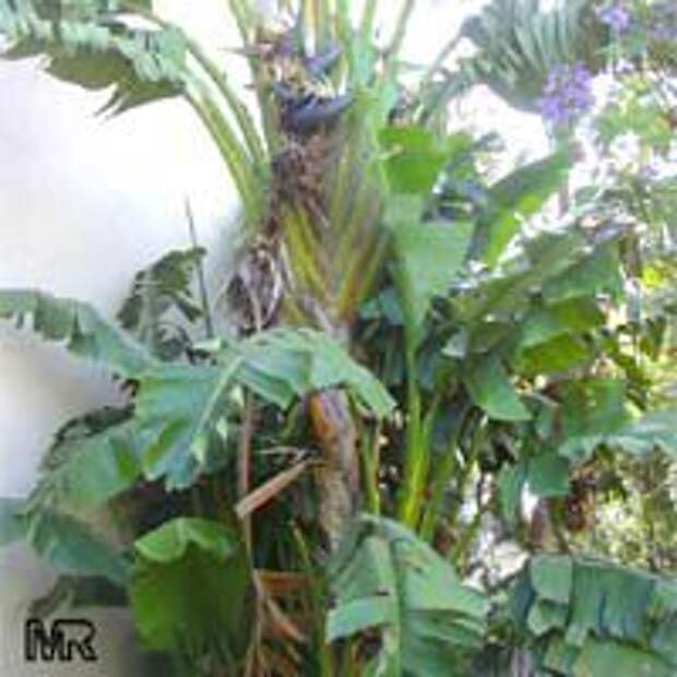 Strelitzia nicolai, Giant bird of paradise, white bird of paradise