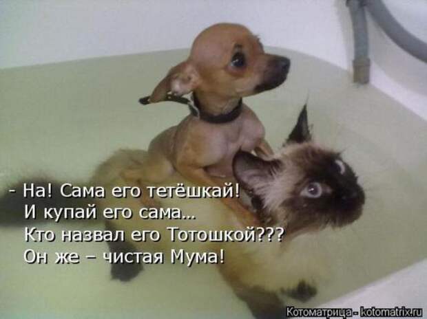 Котоматрицы(картинки с надписями)