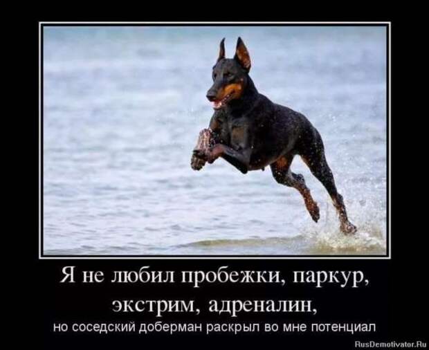 Прикольные демотиваторы с надписями. Подборка chert-poberi-dem-chert-poberi-dem-33520217102020-6 картинка chert-poberi-dem-33520217102020-6