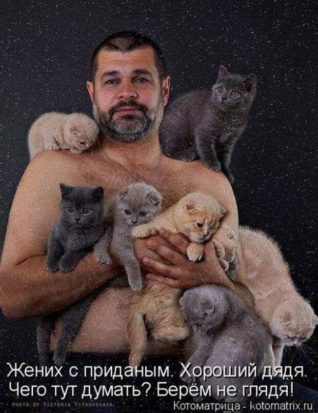 Котоматрицы (картинки с надписями)