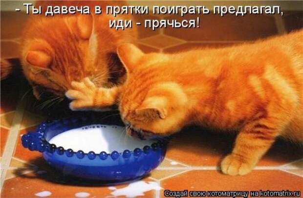 Котоматрицы (картинки с надписями)