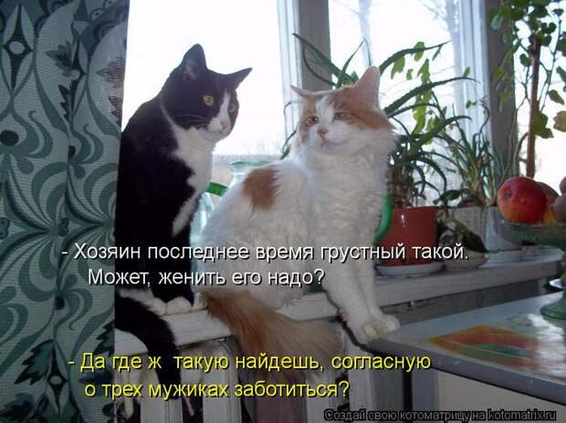 Котоматрица 34 (700x524, 64Kb)