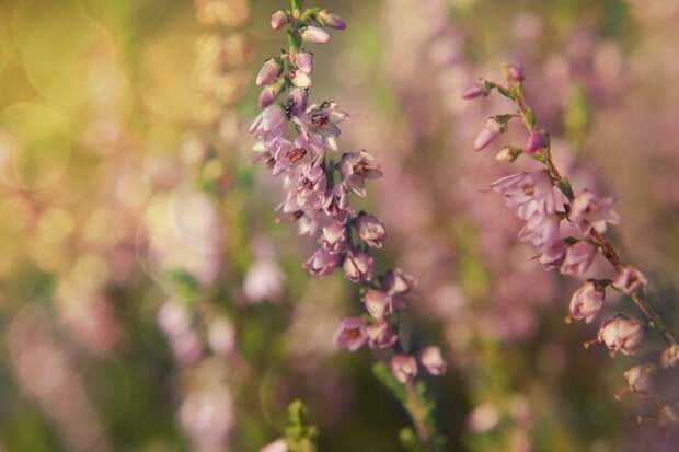 10 самых опасных растений и грибов Земли 10 самых опасных растений и грибов Земли