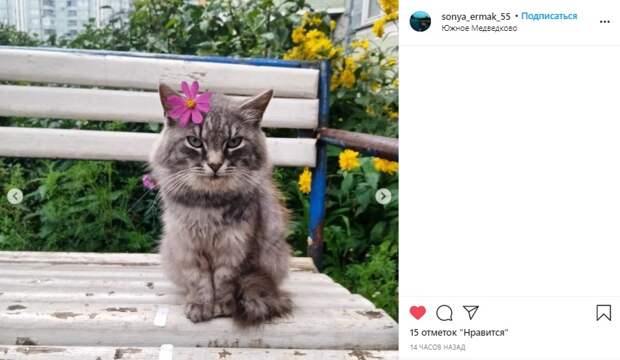 Фото дня: кот в Южном Медведкове полюбил цветы космеи