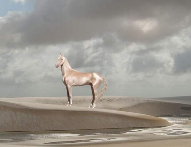 Супермодель в мире лошадей: ахалтекинская лошадь изабелловой масти 