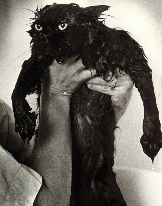 Кошки