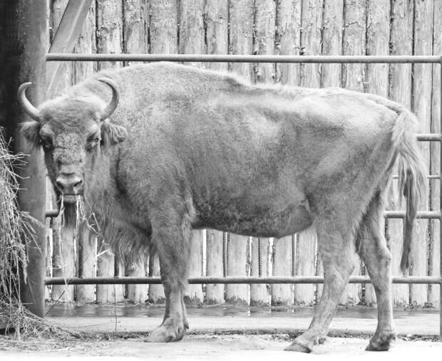 В нижегородском зоопарке «Лимпопо» скончалась самка зубра Муза