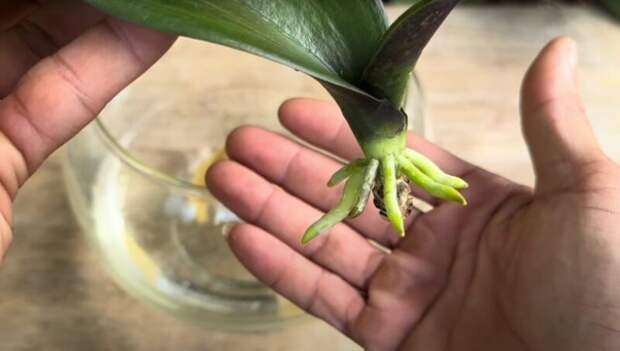 Как спасти орхидею, используя только чеснок, результат потрясающий