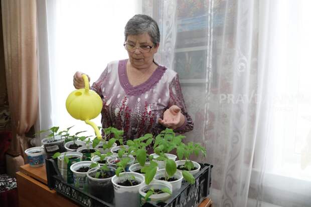 Агроном енин рассказал, какую рассаду уже пора сеять, а какую — ещё рано