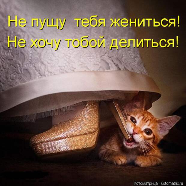 Котоматрица: Не пущу  тебя жениться!   Не хочу тобой делиться!