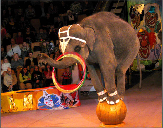 Картинки по запросу цирк животные