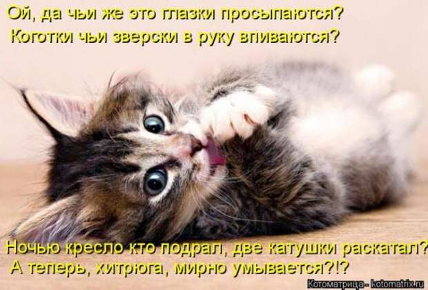 Котоматрицы(картинки с надписями)