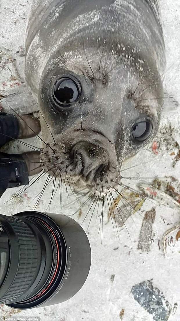 Любопытный и очень фотогеничный тюлень попал в объектив фотокамеры любопытный тюленчик, фото животных