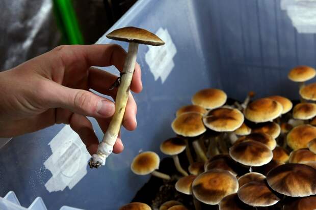 Why some of Colorado’s foremost shrooms advocates won’t be voting to legalize psilocybin