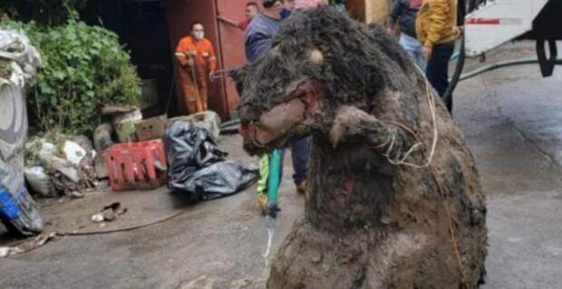 Крысу, размером с корову, нашли в Мехико при расчистке канализации