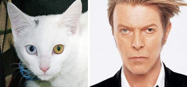 cats-like-other-things-05