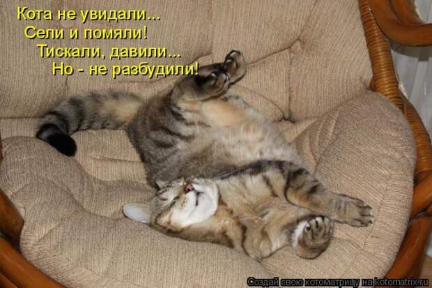 Лучшие котоматрицы недели (50 фото)