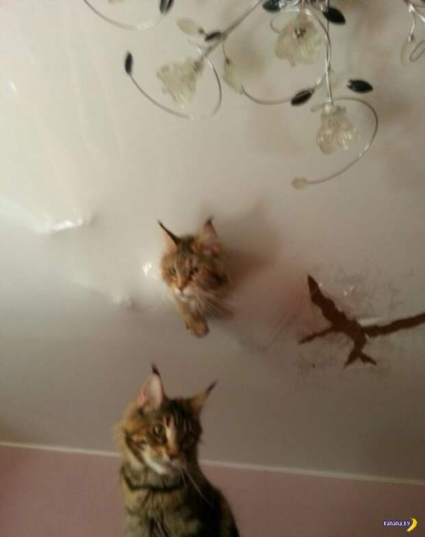 Коты против натяжного потолка