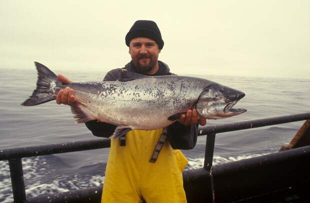 Любительская рыбалка на симу на Сахалине проходит под контролем ученых