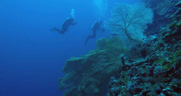 divers in deep ocean near Australia