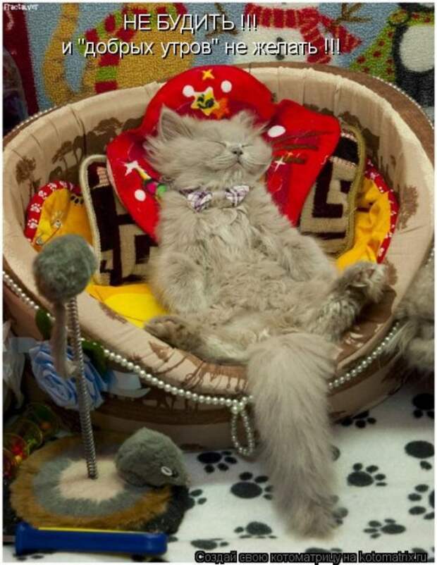 Лучшая котоматрица на Бугаге (29 шт)