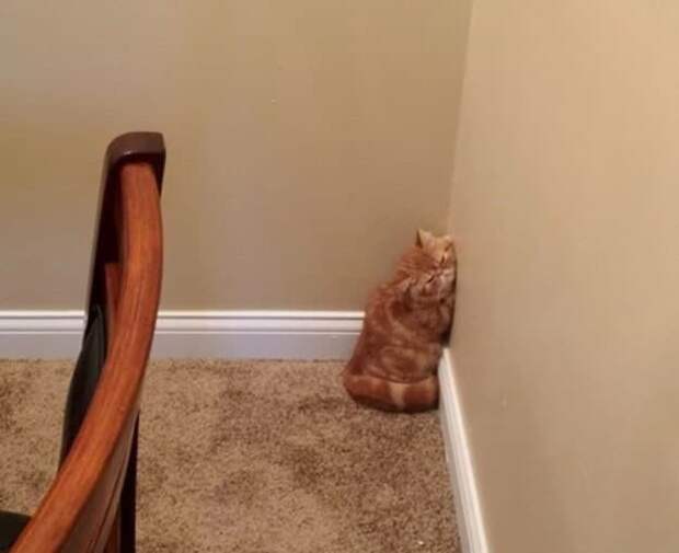 коты ведут себя странно спящий кот