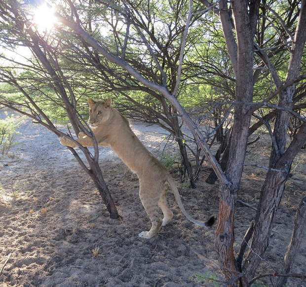 Лицом к лицу со львами в Ботсване Лицом к лицу со львами в Ботсване