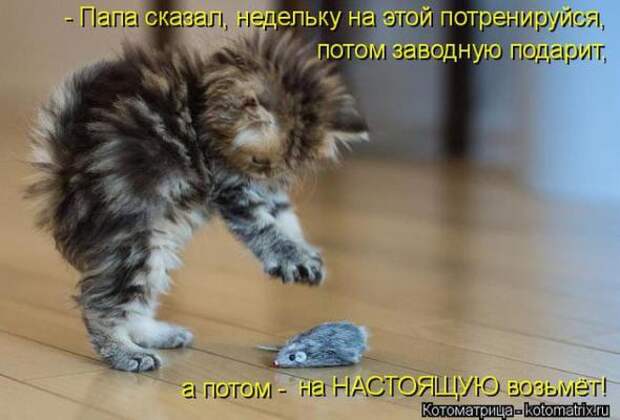 Котоматрицы(картинки с надписями)