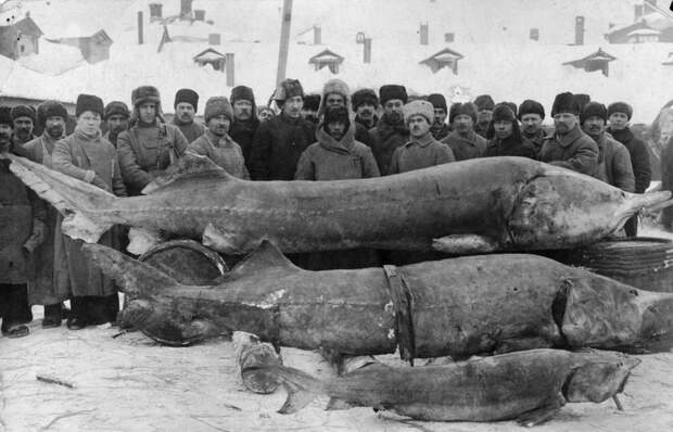 Самая дорогая рыба в истории была выловлена в России СССР, история, российская империя, россия, факты