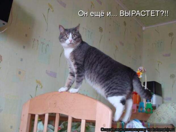 Котоматрицы (картинки с надписями)