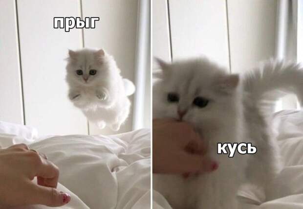 Смешные картинки с подписями (20 картинок)