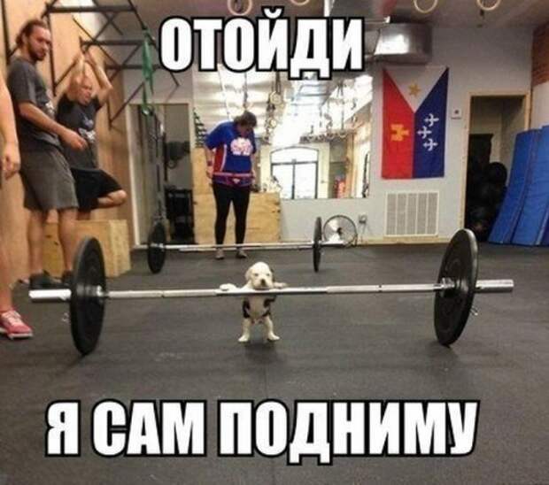 Смешные фотомемы (19 шт)
