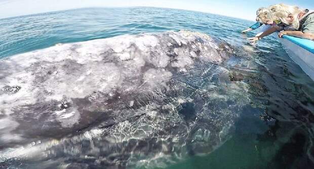 У побережья мексиканского штата Нижняя Калифорния 14-метровая самка серого кита вместе с детенышем поднялась на поверхность к судну с туристами детеныш, животные, китенок, мексика, серый кит, турист, фото