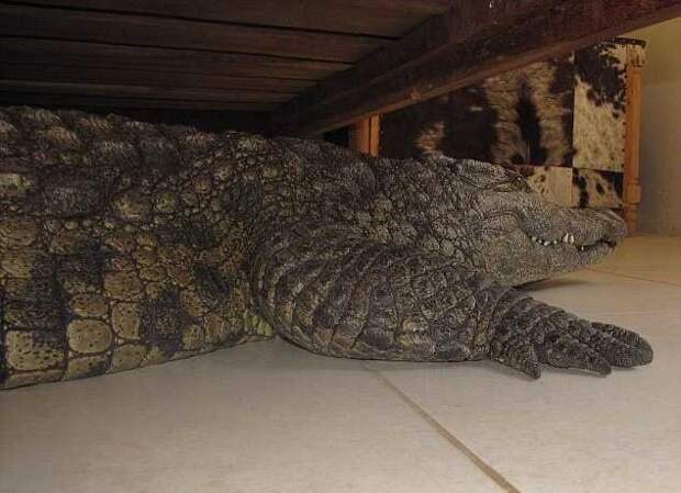 крокодил под кроватью, Гай Уитолл