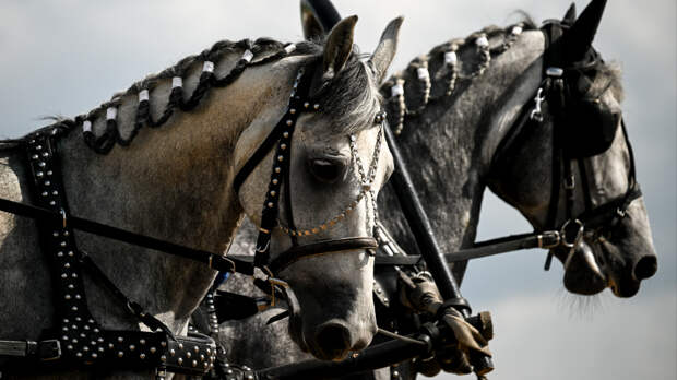 Выносливые и талантливые: как лошади снимаются в кино