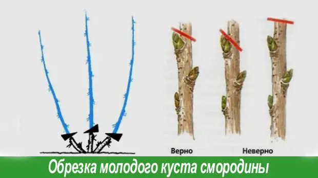 Предпосадочная обрезка куста смородины