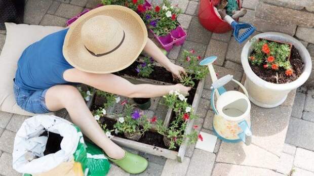 Woman in a wide brimmed straw gardening hat sitting on a brick patio planting petunia seedlings into a decorative square container on a hot spring day to beautify her patio and back yard